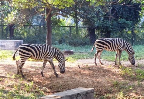 Sanjay Gandhi Biological Park|Patna Zoo : 'Lungs of Patna' - Patna Local