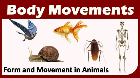 Body Movements | Class 6 : SCIENCE | CBSE / NCERT Science | Forms and Movement in Animals - YouTube