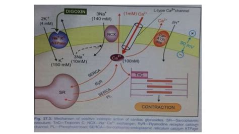 Cardiac glycosides