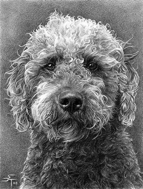 40 Realistic Animal Pencil Drawings