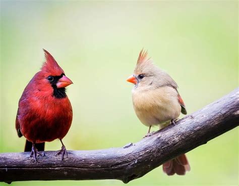 Cardinal Bird Symbolism: Spiritual Meaning And Love Messengers