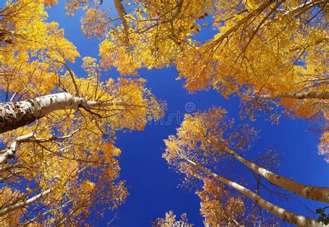 Fall Aspen Trees stock photo. Image of colour, grove - 26955732