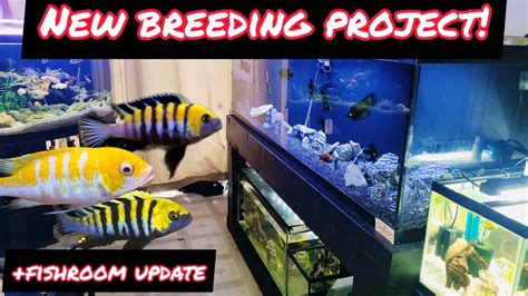 NEW RARE CICHLID BREEDING PROJECT!! + FISHROOM UPDATE - YouTube