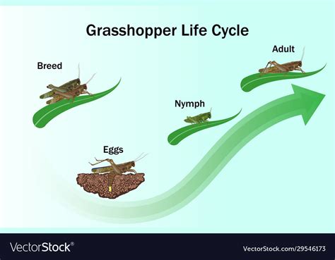 Grasshopper Life Cycle