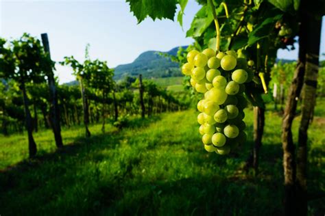 Wine grapes in dry regions have a strategy to conserve water • Earth.com