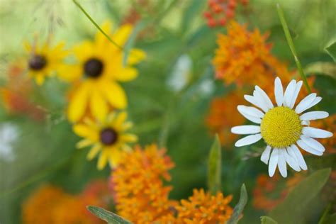 45 Common Types Of Minnesota Wildflowers Including Photos - Mich ...