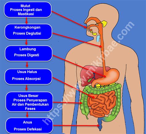 Diagram Alur Sistem Pencernaan Pada Manusia | Mikirbae.com