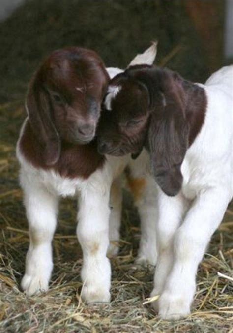 Two Cute Baby Goats in the Barn on the Farm | Boer goats, Animals beautiful, Cute goats