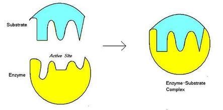 Enzymes Lock And Key Animation