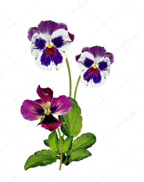 Pansy Violeta con hojas verdes sobre fondo blanco 2023