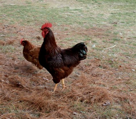 RIR rooster?? | Page 2 | BackYard Chickens - Learn How to Raise Chickens