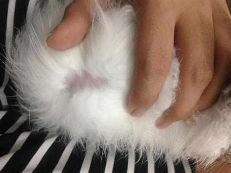 health - Rabbit is losing hair on the nose and skin is getting crusty - Pets Stack Exchange