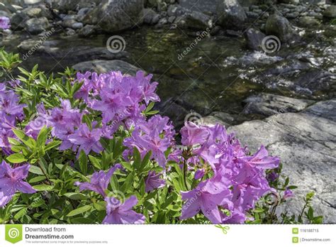 Azaleas flower stock image. Image of azaleas, prefer - 116188715