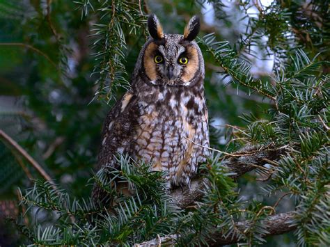 Long-eared Owl - eBird