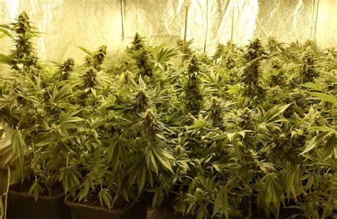 Critical Mass Cannabis Strain Review, Effects, and benefits - Dagga Seeds