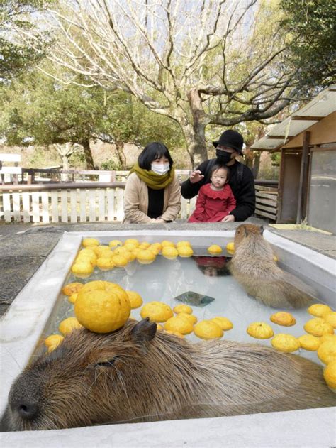 [Hidden Wonders of Japan] Capybara Love Yuzu Baths at Tottori's Guest Ranch!