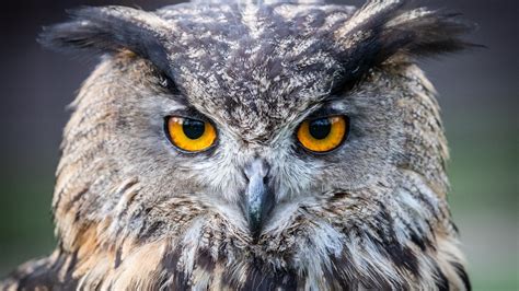 YouDay! What can you learn from a wise owl? | wfmynews2.com