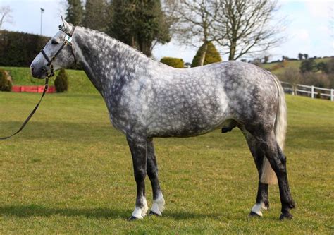 Ballylarkin Silver - Irish Draught Horse Games, Horse Dressage ...