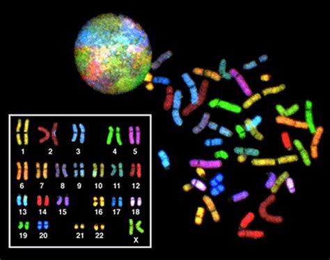 Eukaryotic Chromosomal Structure and Compaction | Cell Reproduction