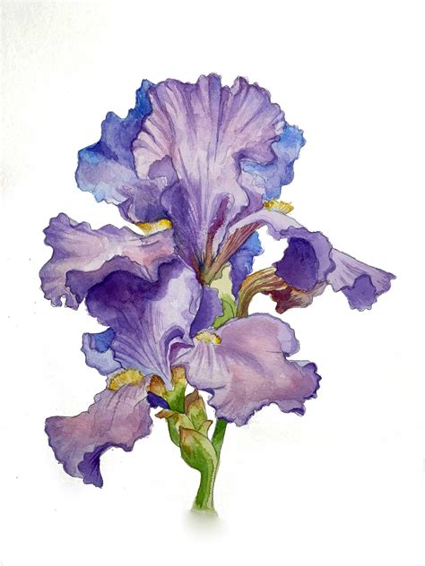 Watercolor Iris Original Painting Flower Art Floral Art Floral Painting Wall Art - Etsy Australia