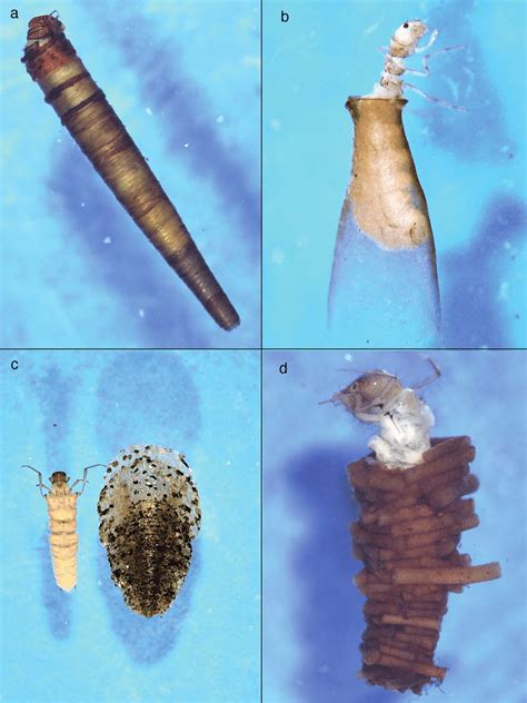 Larvae and cases of some of the trichoptera species found in North... | Download Scientific Diagram