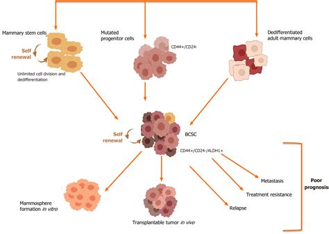 Stem Cell Therapy In Cancer Treatment