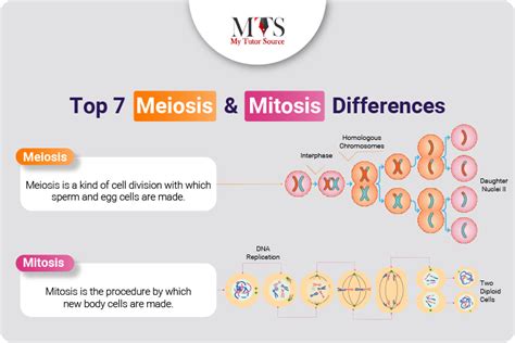 Top 7 Meiosis And Mitosis Differences