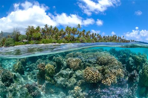 Coral Reef in French Polynesia - Alidays