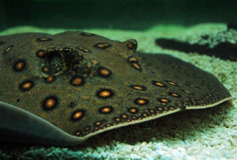 Keeping Freshwater Stingrays (Types, Care, Diet, & Breeding) in 2021 | Fresh water, Aquarium ...