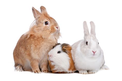 How To Care For Rabbits, Hamsters, and Guinea Pigs - The Savvy Sitter