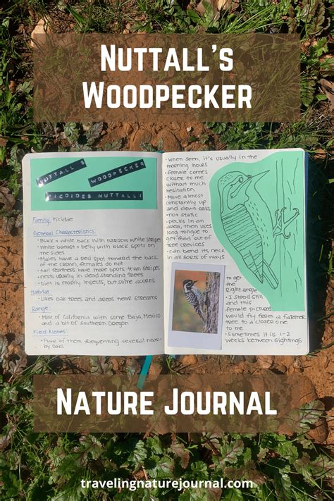 Nuttall's Woodpecker: Surprisingly Flexible To Get Food - Traveling ...