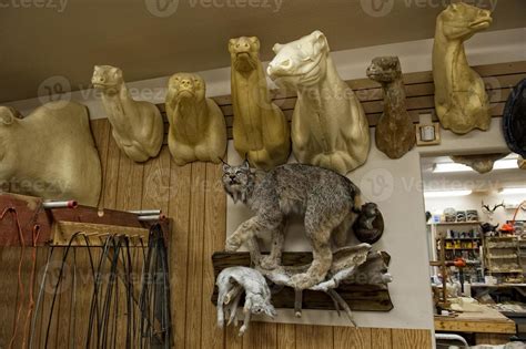 Taxidermist Stock Photos, Images and Backgrounds for Free Download