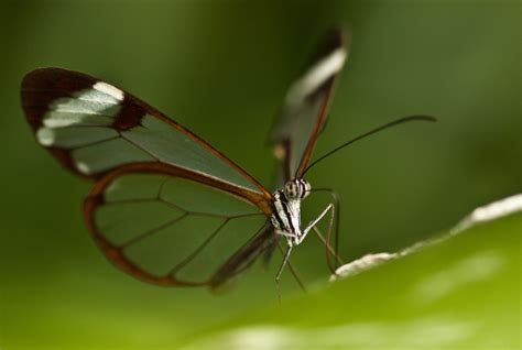 Glasswing Butterfly: These Incredible Creatures Stun With Their ...