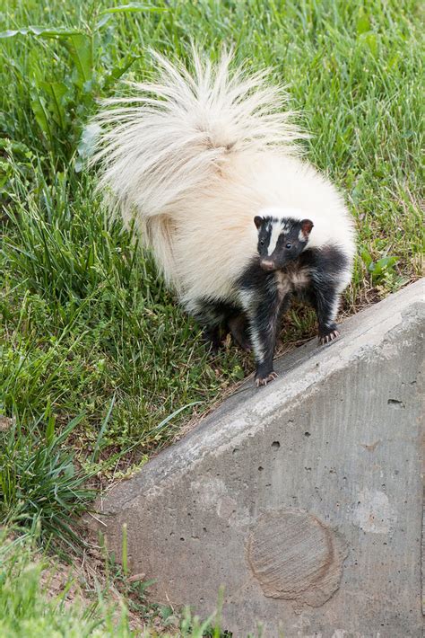 Mostly white striped skunk -- Wildlife in photography-on-the.net forums