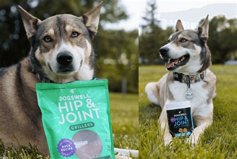 Guide to Hip & Joint Support for Dogs – Dogswell