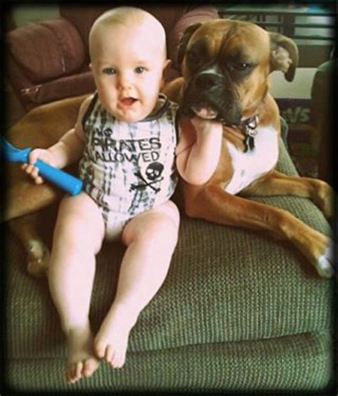 Safety: Boxers and Children | the Daily Boxer