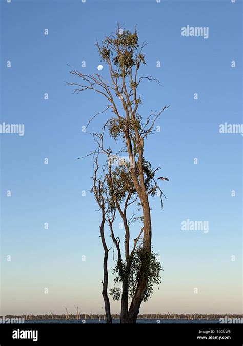 Yarrawonga, Lake Mulwala, Lake, moon, eucalyptus tree, sunset, nature Stock Photo - Alamy