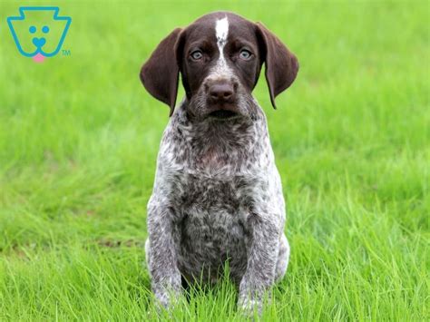 German Shorthaired Pointer Mix Puppies / German Shorthaired Lab Mix Gsp Labrador Hybrid Hunting ...