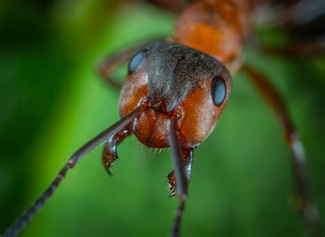 Earth is home to nearly 20 quadrillion ants | Popular Science