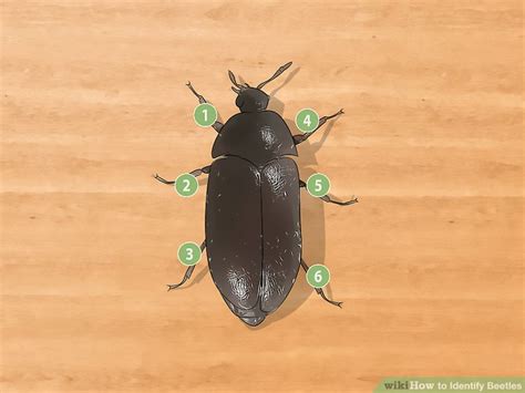 3 Ways to Identify Beetles - wikiHow