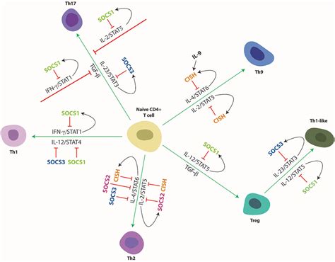 Cytokine mediated differentiation of naïve CD4+ T cells to their ...