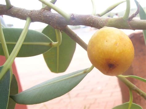 Australian Moraceae