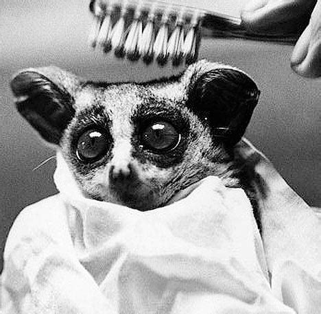 bush baby pet | gurteras