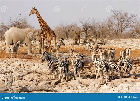 Animals Around A Water Hole Stock Image - Image of mammal, safari: 7490361