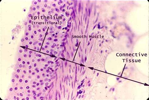 Epithelial Tissue Under Microscope