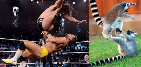 Cameron Grimes and LA Knight vs lemurs : r/WrestlersVsAnimals