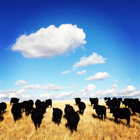 Big Sky Country! | Cow pictures, Big sky country, Farm life