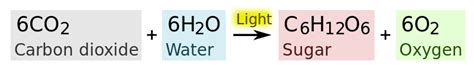 How is the law of conservation of energy applied to the processes of photosynthesis and cell ...