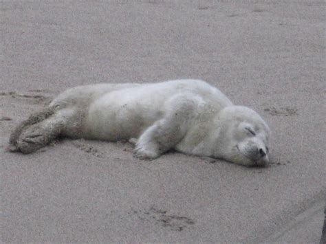 Baby Seal - Lincoln City, OR | Baby seal asleep on the beach… | Flickr
