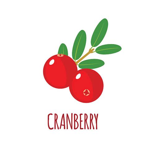 Royalty Free Cranberry Clip Art, Vector Images & Illustrations - iStock